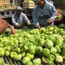 tomatillo farmworkers migrant immigration